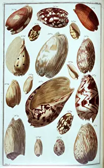 Aperture: Collection of shells