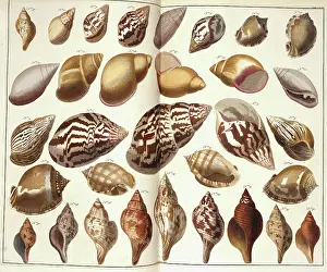 Aperture: Collection of shells