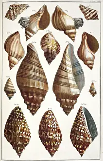 Aperture: Collection of shells