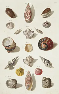 Biodiverse: Collection of shells