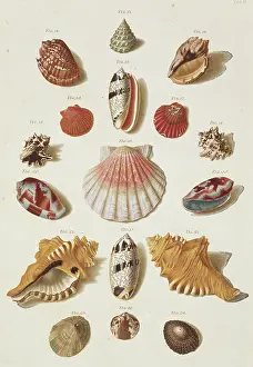 Biodiverse: Collection of Shells