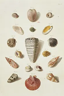 Biodiverse: Collection of shells