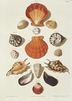 Biodiverse: Collection of shells
