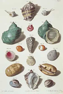 Biodiverse: Collection of shells