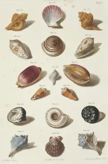 Biodiverse: Collection of shells