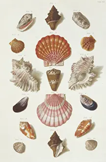 Collection of shells
