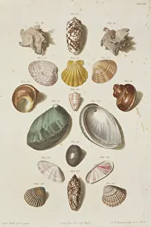 Biodiverse: Collection of shells