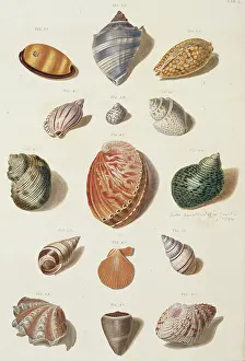 Biodiverse: Collection of shells