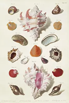 Biodiverse: Collection of shells