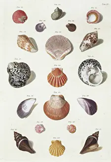 Biodiverse: Collection of shells