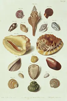 Biodiverse: Collection of shells