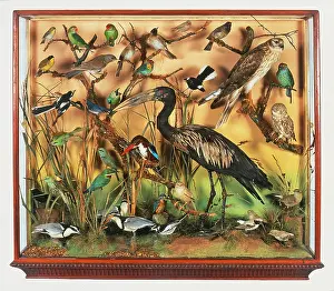Kingfisher: Collection of stuffed birds