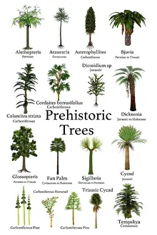 Variation: A collection of trees and cycads that lived during