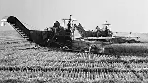 Harvesters: Collective farm Tsvetochny