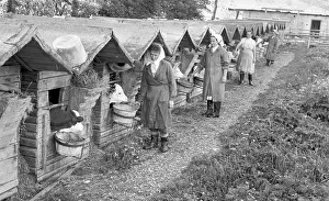 Nosek: Collective farming - feeding - bovine - workers