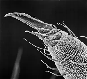 Collembola: Collembola ocelli, springtail