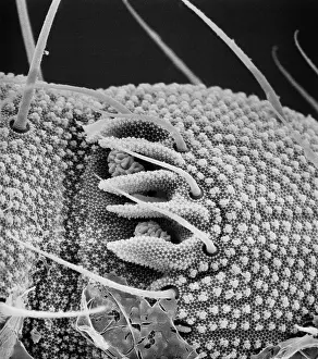 Cuticle: Collembola sp. springtail