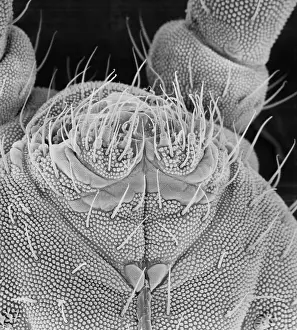 Cuticle: Collembola sp. springtail