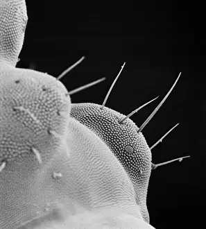 Cuticle: Collembola sp. springtail