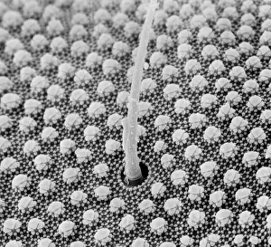 Cuticle: Collembola sp. springtail