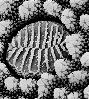 Cuticle: Collembola sp. springtail