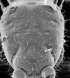 Cuticle: Collembola, springtail