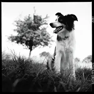 Primrose: Collie dog Primrose Hill