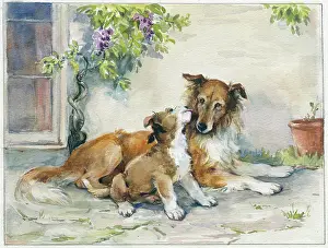 Wisteria: Collie dog and puppy