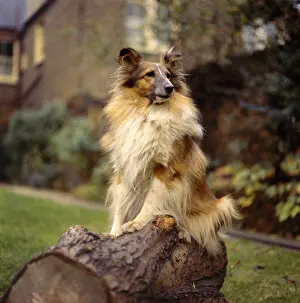 Collies: Collie dog sitting on a log in a garden