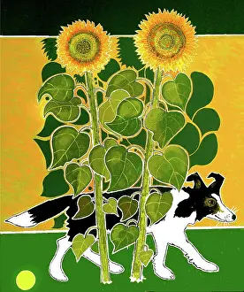 Sunflowers: Collie Dog and Sunflowers