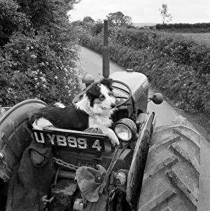 Collies: Collie Driving Tractor