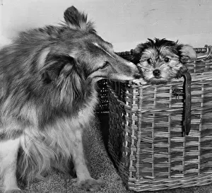 Yorkie: Collie with smaller dog in basket