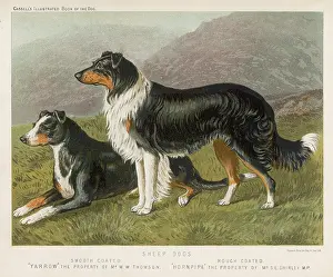 Tricolour: COLLIES ROUGH & SMOOTH