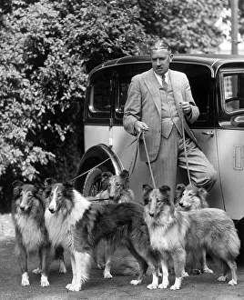 Leads: COLLIES & SHETLAND DOGS