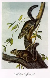 Audubon: Collie's Squirrel
