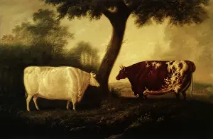 Heifer: Colling Cattle