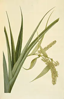 Polydore: Collospermum hastatum, perching lily