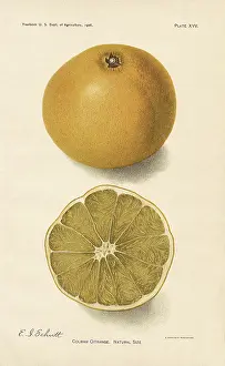 Citrus: Colman Orange