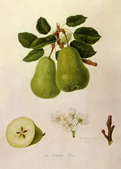 Pyrus: Colmar Pears
