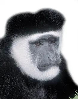 Cercopithecidae: Colobus guereza, guereza