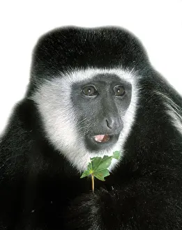 Cercopithecidae: Colobus guereza, guereza
