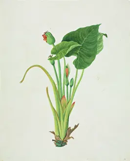 Colocasia: Colocasia sp