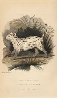 Cuvier: Colocolo, Leopardus colocolo