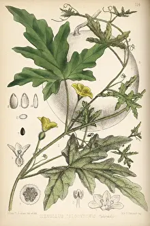 Hanhart: Colocynth or bitter apple, Citrullus colocynthis