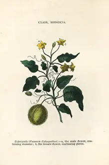 Gourd: Colocynth or bitter apple, Citrullus colocynthis