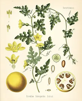 Citrullus: Colocynth or bitter apple, Citrullus colocynthis