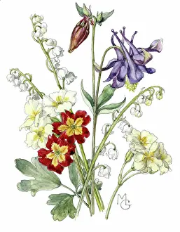 Gillies: Colombine, Lily of the Valley, Polyanthus