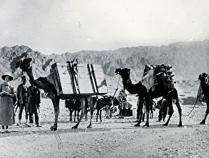 Transporting: Colonials in Persia, transporting luggage by camel