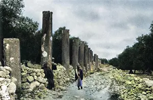 Herod: Colonnade of Herod, Samaria, West Bank