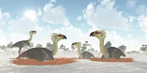 Haze: A colony of nesting female Phorusrhacos during the Miocene ?